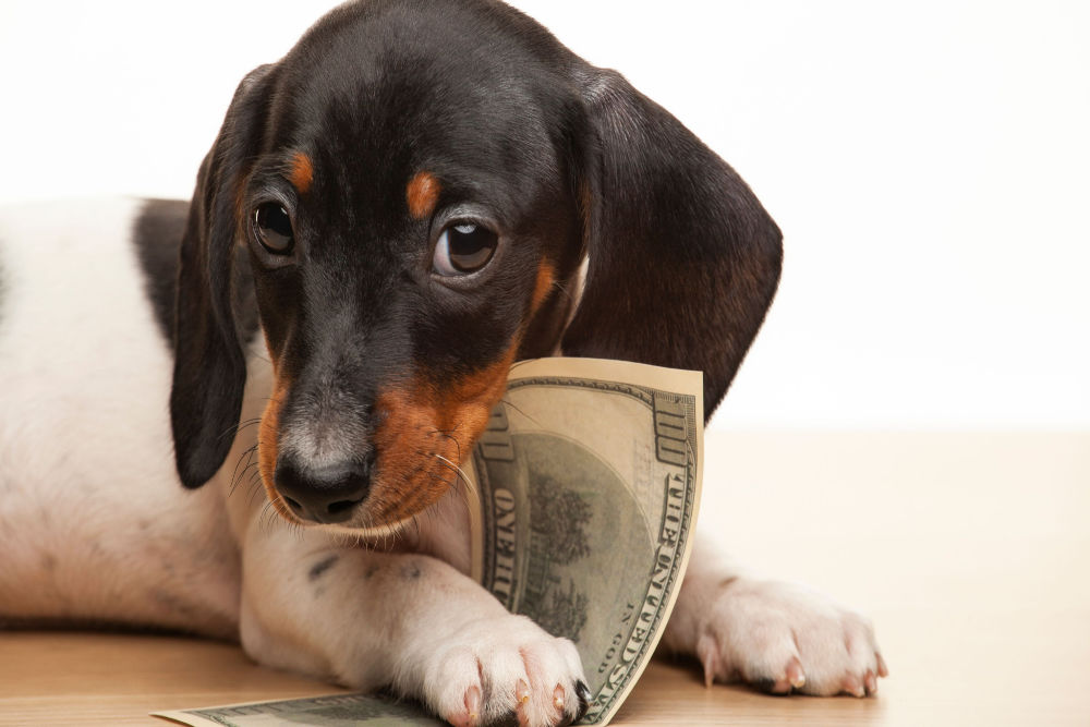 Pet Finance: Budgeting For Your Furry (or Feathery) Family Members